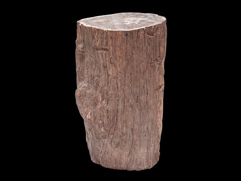 Large Madagascan Petrified Tree Stump