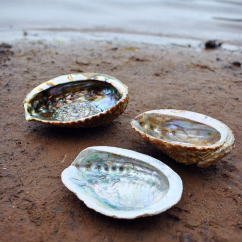 Abalone Shell