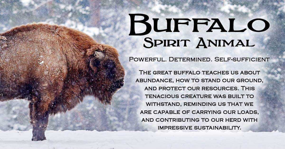 Buffalo Spirit Animal