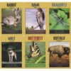 Power Animal Oracle Cards - Steven Farmer - Image 3