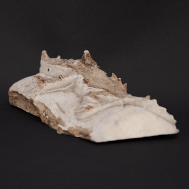 Max Laate Deer Antler Horned Lizard Carving - Image 6