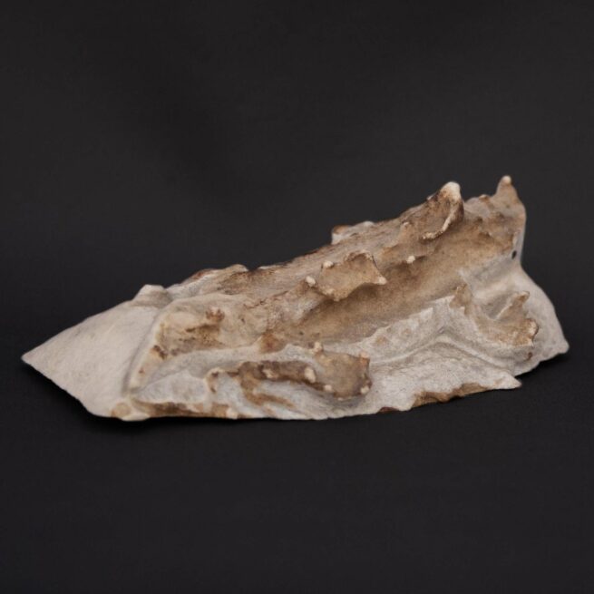 Max Laate Deer Antler Horned Lizard Carving - Image 5