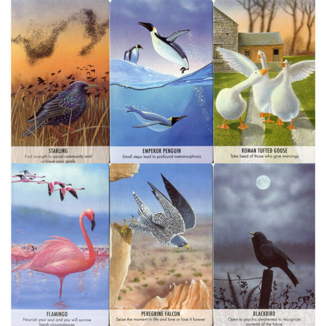 Bird Messages - Susie Green - Image 3