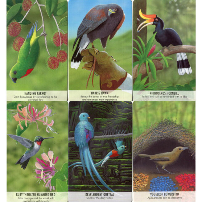 Bird Messages - Susie Green - Image 4