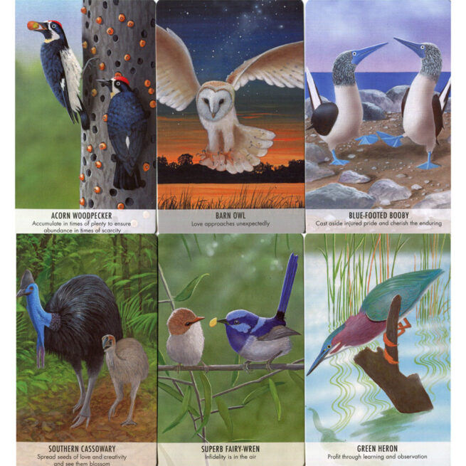 Bird Messages - Susie Green - Image 5