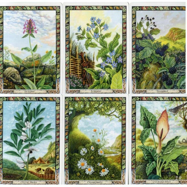 Druid Plant Oracle - Carr-Gomm - Image 3