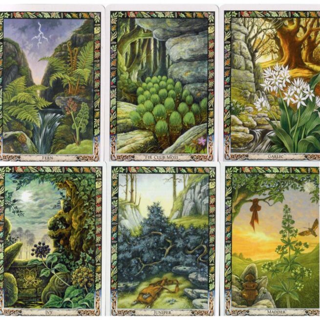 Druid Plant Oracle - Carr-Gomm - Image 4