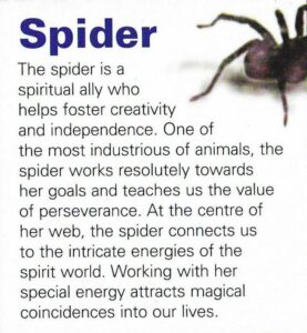 Spider Spirit Animal