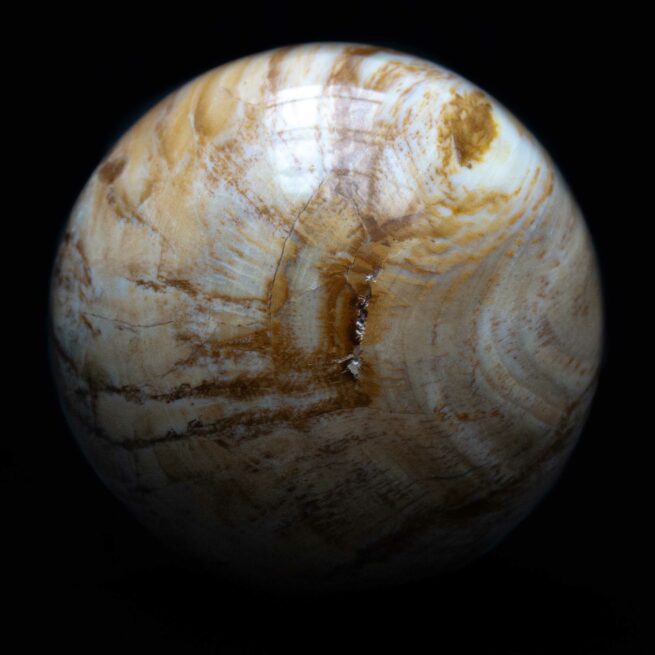 Fossilised Wood Crystal Ball - Image 3