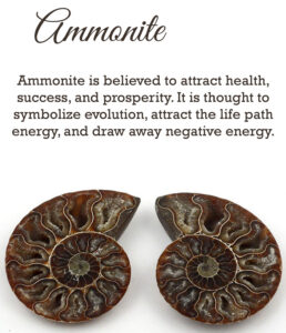 Les Bienfaits de l'Ammonite