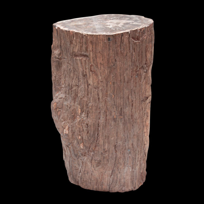 Large Souche d'Arbre Pétrifié Malgache – Image 2