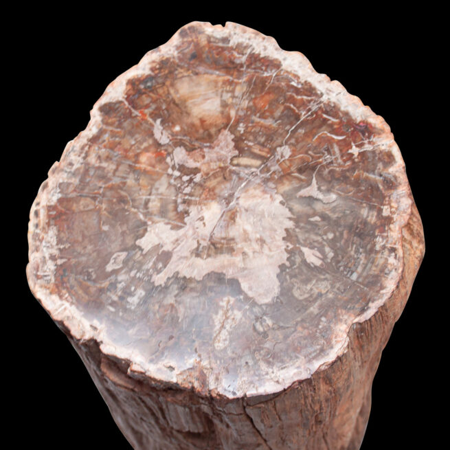Large Souche d'Arbre Pétrifié Malgache – Image 7