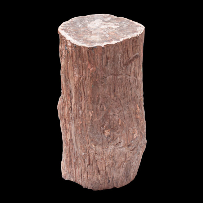 Large Souche d'Arbre Pétrifié Malgache – Image 5