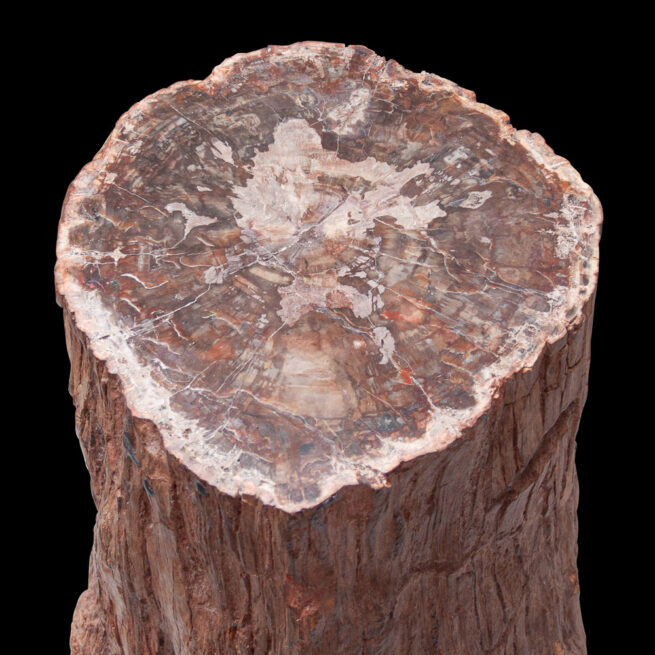 Large Souche d'Arbre Pétrifié Malgache – Image 6