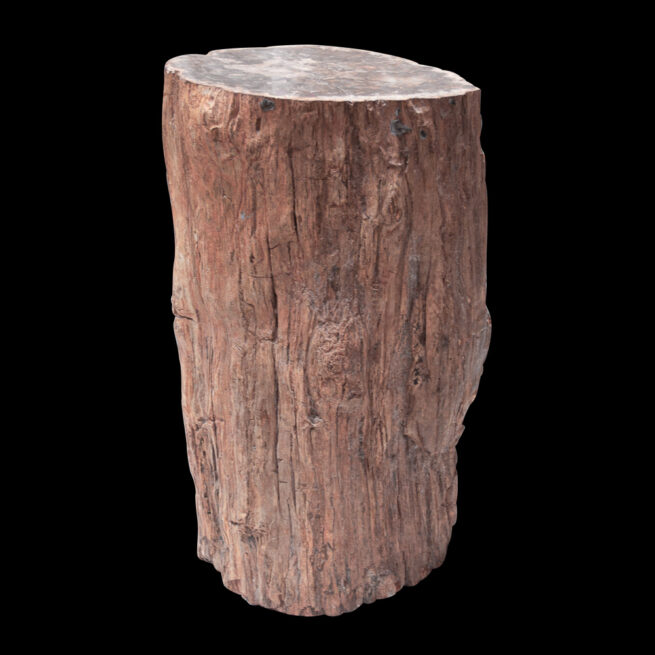 Large Souche d'Arbre Pétrifié Malgache – Image 4