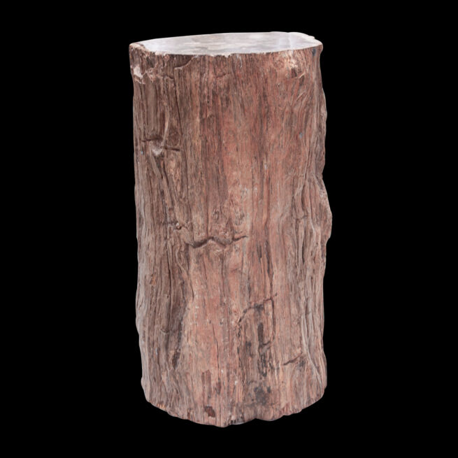 Large Souche d'Arbre Pétrifié Malgache – Image 3
