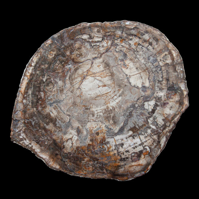 Large Fossilised Wood Slice - Image 2