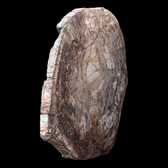 Large Fossilised Wood Slice - Image 4