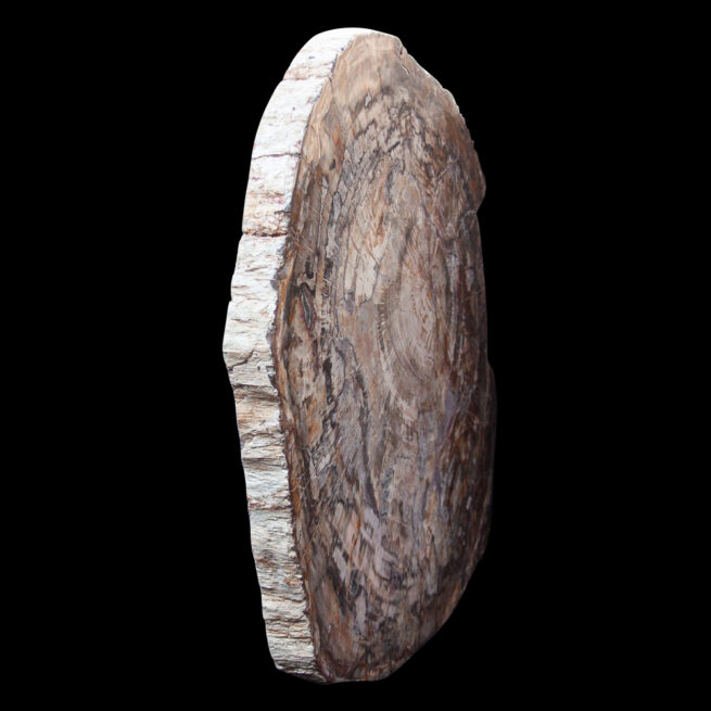 Large Fossilised Wood Slice - Image 3