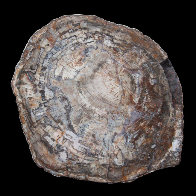 Large Fossilised Wood Slice