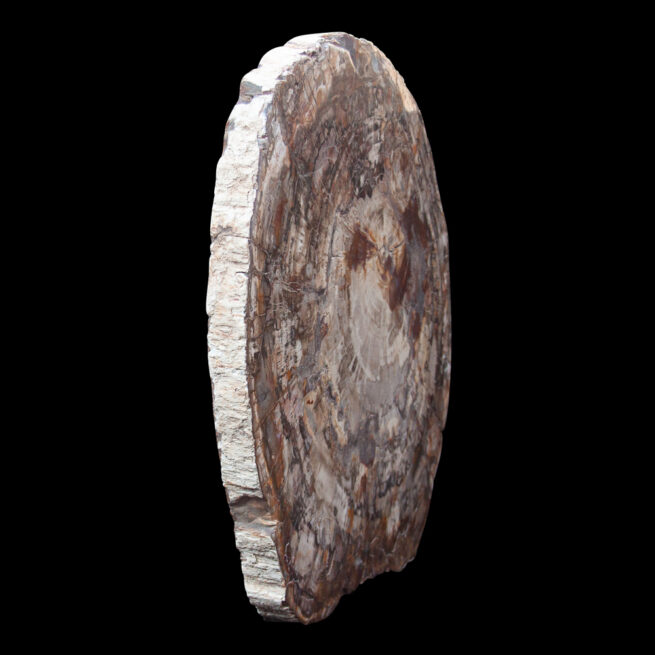 Large Petrified Wood Slice – Image 3