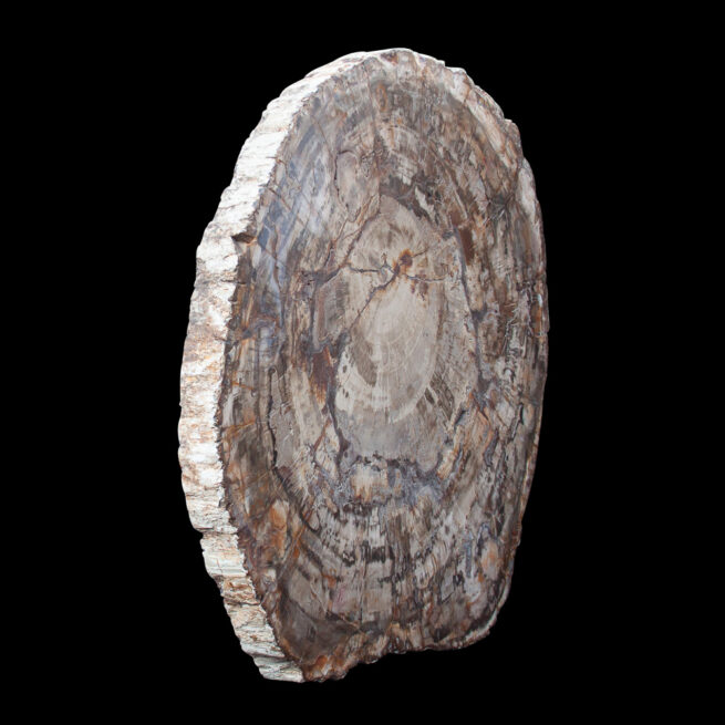 Large Petrified Wood Slice – Image 4