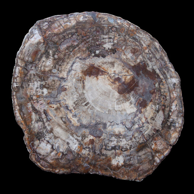 Large Petrified Wood Slice – Image 2