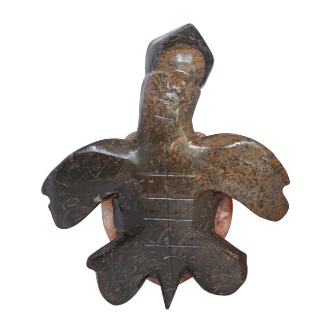 Herbert Halate Turtle - Large - Image 7