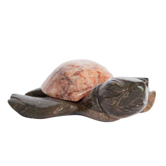 Herbert Halate Turtle - Large - Image 2