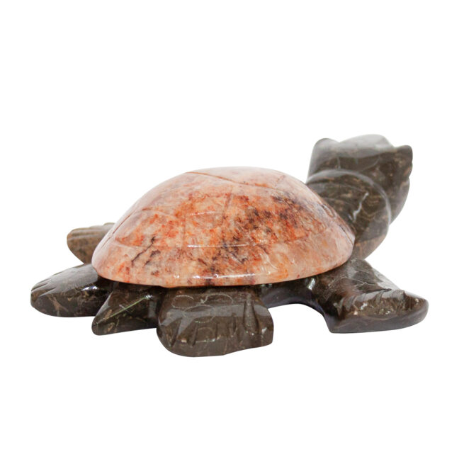 Herbert Halate Turtle - Large - Image 4