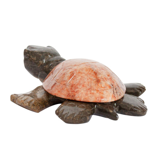 Herbert Halate Turtle - Large - Image 5
