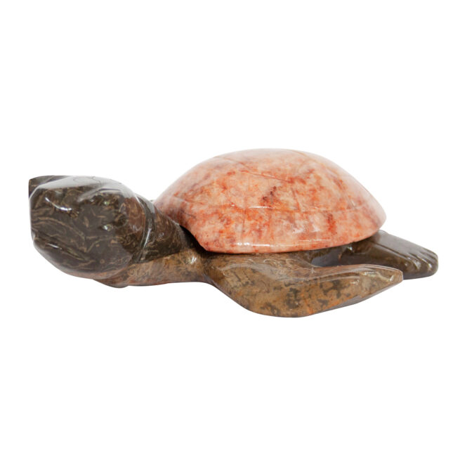 Herbert Halate Turtle - Large - Image 6
