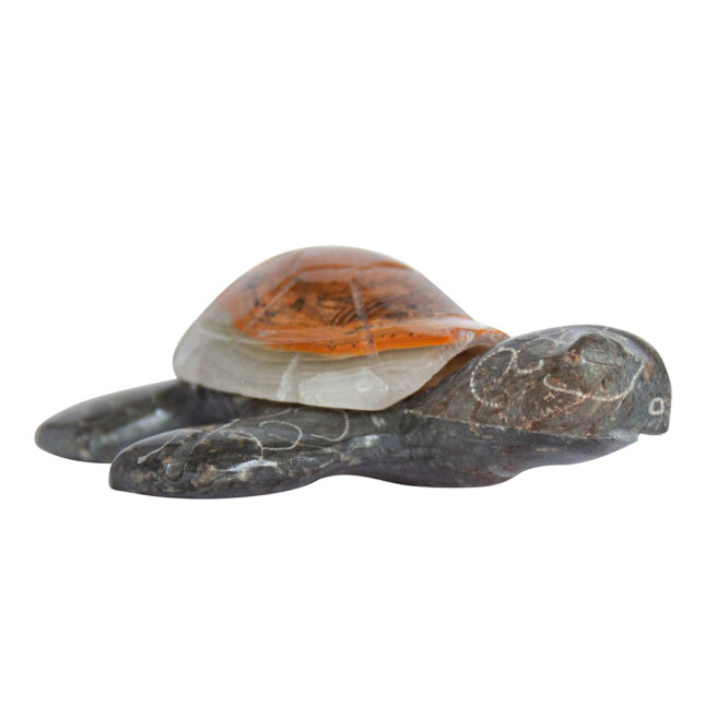 Herbert Halate Turtle - Small - Image 2