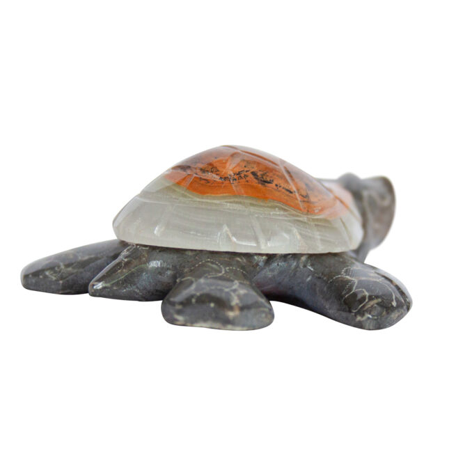 Herbert Halate Turtle - Small - Image 3
