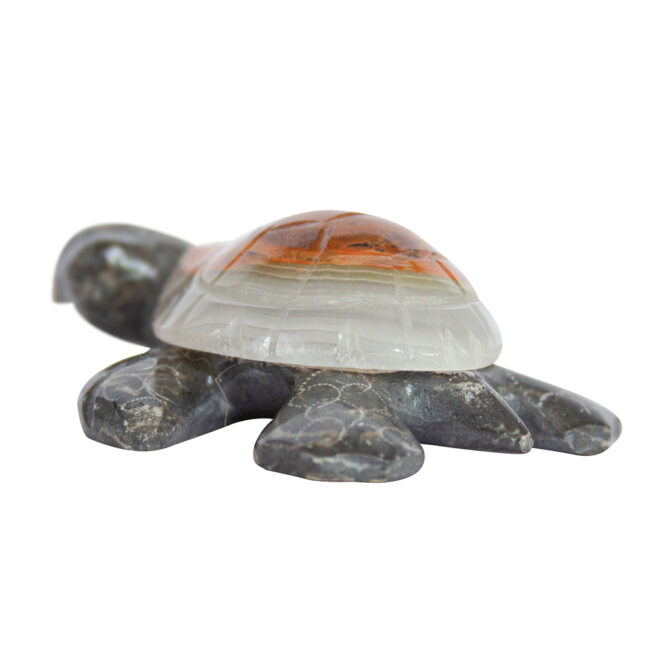 Herbert Halate Turtle - Small - Image 4