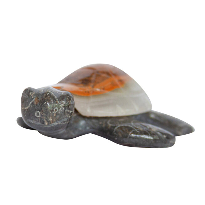 Herbert Halate Turtle - Small - Image 5