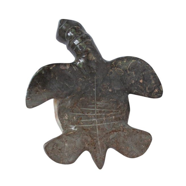 Herbert Halate Turtle - Small - Image 6