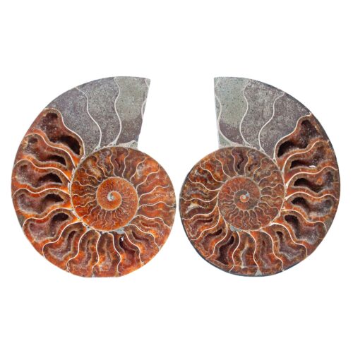 Opalised Ammonite Pair - Medium
